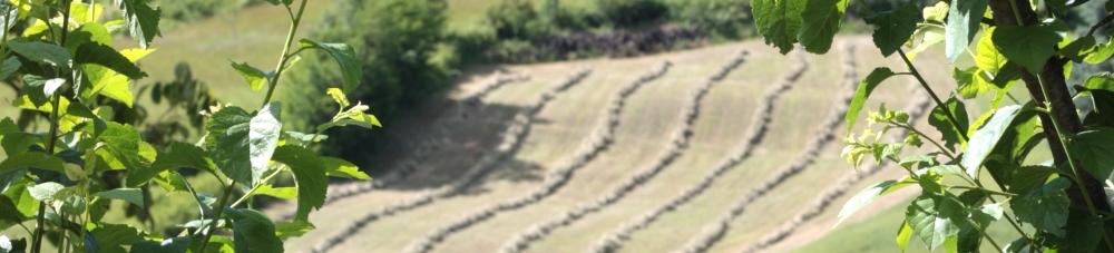 La Strada del Fungo