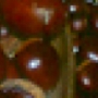 La castagna